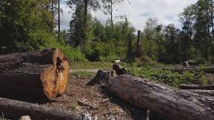 Best Tree and Shrub Care  in Kaukauna, WI