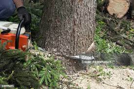 Best Emergency Tree Removal  in Kaukauna, WI