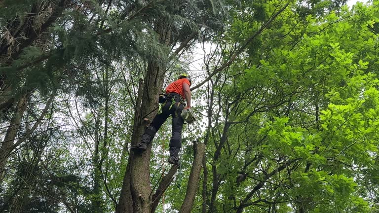 Best Tree Trimming and Pruning  in Kaukauna, WI