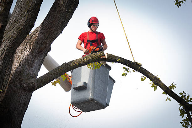 How Our Tree Care Process Works  in  Kaukauna, WI